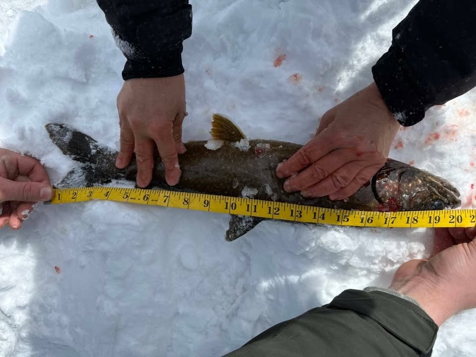 Long fish
